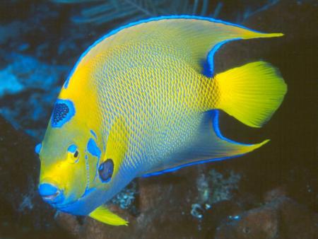 POISSON