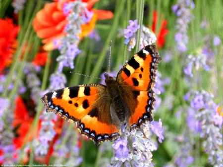 PAPILLON
